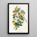 Les Oiseaux de Nouvelle-Guinée et des îles Papoues adjacentes Pl02 - John Gould — framed artwork on a wall