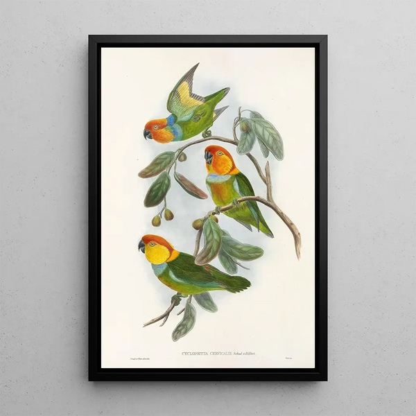 Les Oiseaux de Nouvelle-Guinée et des îles Papoues adjacentes Pl02 - John Gould — framed artwork on a wall
