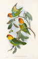 Les Oiseaux de Nouvelle-Guinée et des îles Papoues adjacentes Pl02 - John Gould — artwork view