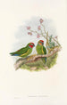 the Birds of New Guinea and adjacent Papuan Islands Pl03 - John Gould — artwork view