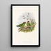 the Birds of New Guinea and adjacent Papuan Islands Pl03 - John Gould — framed artwork on a wall