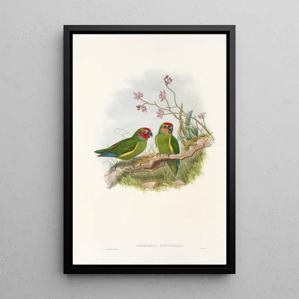 the Birds of New Guinea and adjacent Papuan Islands Pl03 - John Gould — framed artwork on a wall