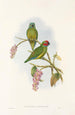 Les Oiseaux de Nouvelle-Guinée et des îles Papoues adjacentes Pl04 - John Gould — artwork view