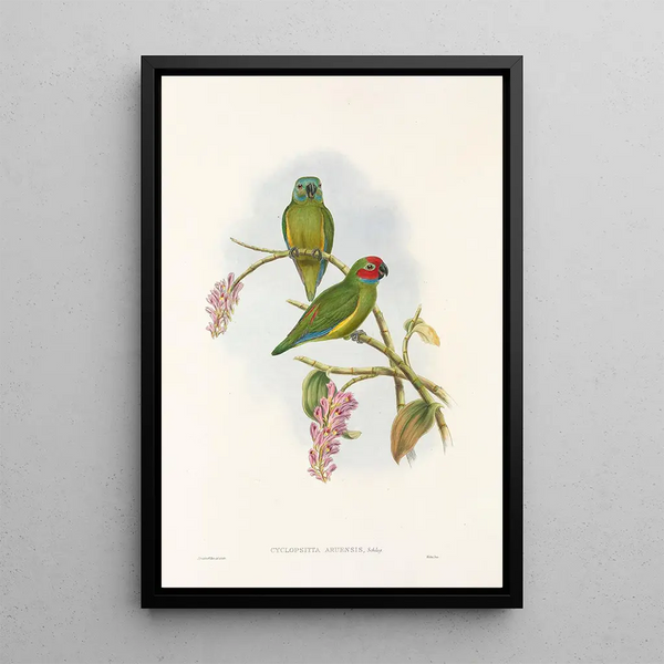 Les Oiseaux de Nouvelle-Guinée et des îles Papoues adjacentes Pl04 - John Gould — framed artwork on a wall