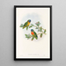 Les Oiseaux de Nouvelle-Guinée et des îles Papoues adjacentes Pl05 - John Gould — framed artwork on a wall