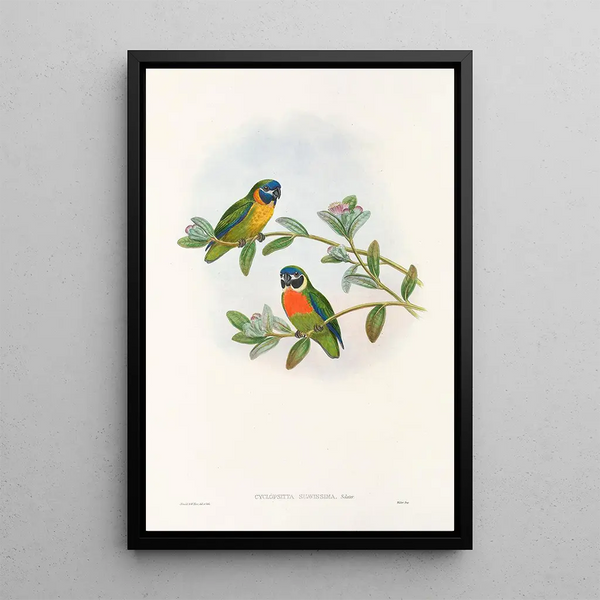Les Oiseaux de Nouvelle-Guinée et des îles Papoues adjacentes Pl05 - John Gould — framed artwork on a wall