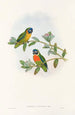 Les Oiseaux de Nouvelle-Guinée et des îles Papoues adjacentes Pl05 - John Gould — artwork view