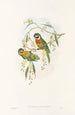 the Birds of New Guinea and adjacent Papuan Islands Pl06 - John Gould — artwork view