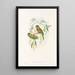 the Birds of New Guinea and adjacent Papuan Islands Pl06 - John Gould — framed artwork on a wall