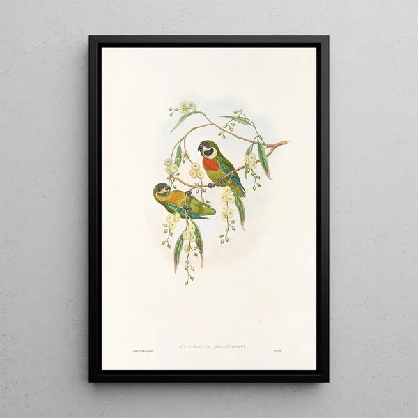 the Birds of New Guinea and adjacent Papuan Islands Pl06 - John Gould — framed artwork on a wall