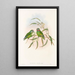 the Birds of New Guinea and adjacent Papuan Islands Pl07 - John Gould — framed artwork on a wall