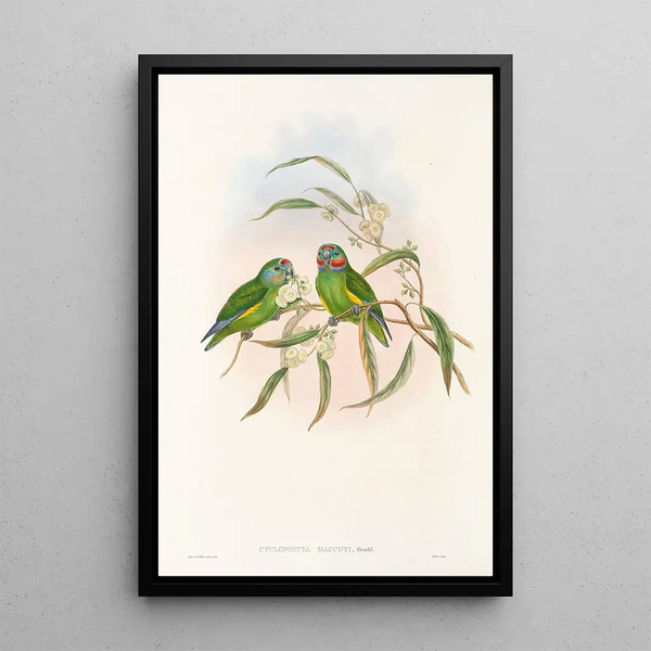 the Birds of New Guinea and adjacent Papuan Islands Pl07 - John Gould — framed artwork on a wall