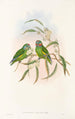 the Birds of New Guinea and adjacent Papuan Islands Pl07 - John Gould — artwork view