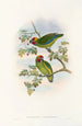 The Birds of New Guinea and Adjacent Papuan Islands Pl08 - John Gould — artwork view