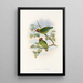 The Birds of New Guinea and Adjacent Papuan Islands Pl08 - John Gould — framed artwork on a wall