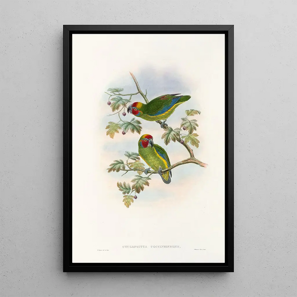 The Birds of New Guinea and Adjacent Papuan Islands Pl08 - John Gould — framed artwork on a wall