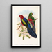 the Birds of New Guinea and adjacent Papuan Islands Pl09 - John Gould — framed artwork on a wall