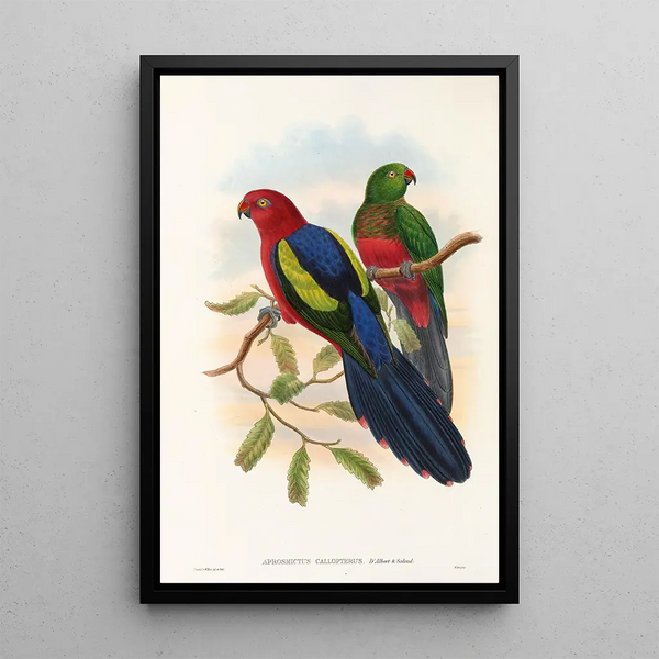 the Birds of New Guinea and adjacent Papuan Islands Pl09 - John Gould — framed artwork on a wall