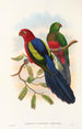 the Birds of New Guinea and adjacent Papuan Islands Pl09 - John Gould — artwork view