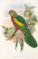 the Birds of New Guinea and adjacent Papuan Islands Pl10 - John Gould — artwork view