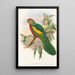 the Birds of New Guinea and adjacent Papuan Islands Pl10 - John Gould — framed artwork on a wall