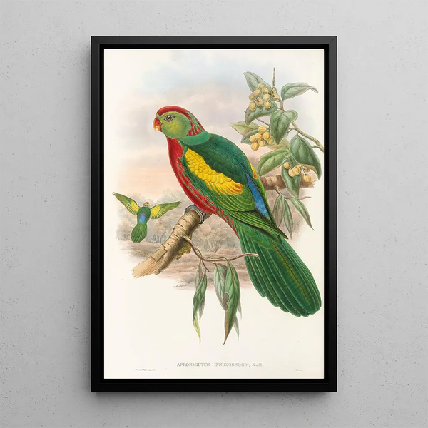 the Birds of New Guinea and adjacent Papuan Islands Pl10 - John Gould — framed artwork on a wall