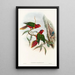 Les Oiseaux de Nouvelle-Guinée et des îles Papoues adjacentes Pl11 - John Gould — framed artwork on a wall