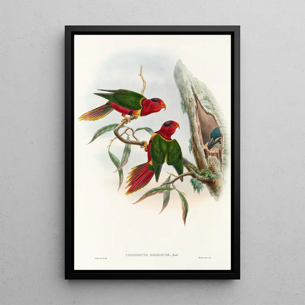 Les Oiseaux de Nouvelle-Guinée et des îles Papoues adjacentes Pl11 - John Gould — framed artwork on a wall