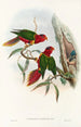 Les Oiseaux de Nouvelle-Guinée et des îles Papoues adjacentes Pl11 - John Gould — artwork view