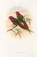 the Birds of New Guinea and adjacent Papuan Islands Pl12 - John Gould — artwork view