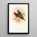the Birds of New Guinea and adjacent Papuan Islands Pl12 - John Gould — framed artwork on a wall