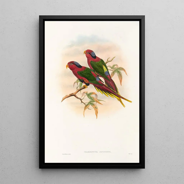 the Birds of New Guinea and adjacent Papuan Islands Pl12 - John Gould — framed artwork on a wall