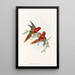 Les Oiseaux de Nouvelle-Guinée et des îles Papoues adjacentes Pl13 - John Gould — framed artwork on a wall