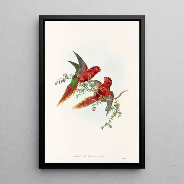 Les Oiseaux de Nouvelle-Guinée et des îles Papoues adjacentes Pl13 - John Gould — framed artwork on a wall