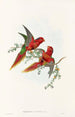 Les Oiseaux de Nouvelle-Guinée et des îles Papoues adjacentes Pl13 - John Gould — artwork view