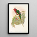 Les Oiseaux de Nouvelle-Guinée et des îles Papoues adjacentes Pl14 - John Gould — framed artwork on a wall
