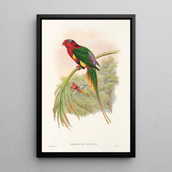 Les Oiseaux de Nouvelle-Guinée et des îles Papoues adjacentes Pl14 - John Gould — framed artwork on a wall