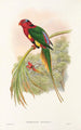 Les Oiseaux de Nouvelle-Guinée et des îles Papoues adjacentes Pl14 - John Gould — artwork view