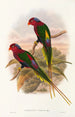 Les Oiseaux de Nouvelle-Guinée et des îles Papoues adjacentes Pl15 - John Gould — artwork view