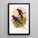 Les Oiseaux de Nouvelle-Guinée et des îles Papoues adjacentes Pl15 - John Gould — framed artwork on a wall