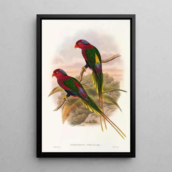 Les Oiseaux de Nouvelle-Guinée et des îles Papoues adjacentes Pl15 - John Gould — framed artwork on a wall