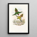 the Birds of New Guinea and adjacent Papuan Islands Pl16 - John Gould — framed artwork on a wall