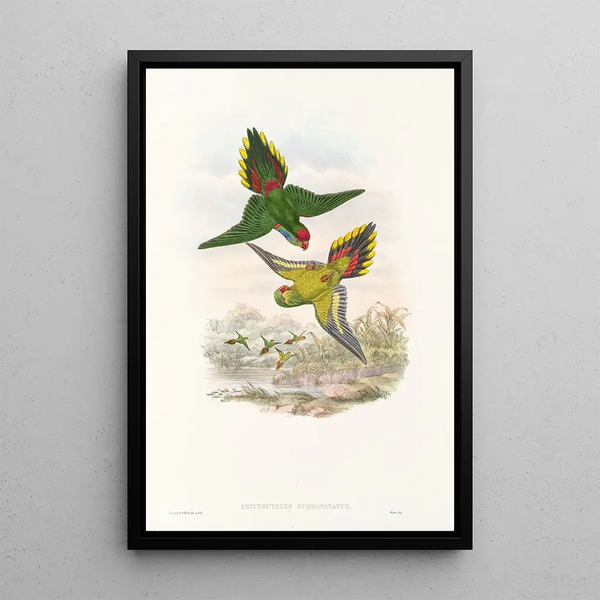 the Birds of New Guinea and adjacent Papuan Islands Pl16 - John Gould — framed artwork on a wall