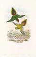 the Birds of New Guinea and adjacent Papuan Islands Pl16 - John Gould — artwork view
