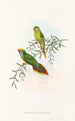 the Birds of New Guinea and adjacent Papuan Islands Pl17 - John Gould — artwork view