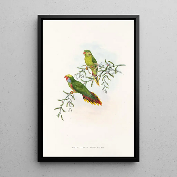 the Birds of New Guinea and adjacent Papuan Islands Pl17 - John Gould — framed artwork on a wall