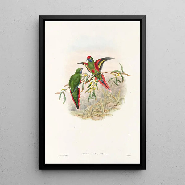 the Birds of New Guinea and adjacent Papuan Islands Pl18 - John Gould — framed artwork on a wall