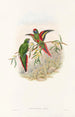 the Birds of New Guinea and adjacent Papuan Islands Pl18 - John Gould — artwork view