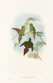 Les Oiseaux de Nouvelle-Guinée et des îles Papoues adjacentes Pl19 - John Gould — artwork view