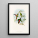 Les Oiseaux de Nouvelle-Guinée et des îles Papoues adjacentes Pl19 - John Gould — framed artwork on a wall